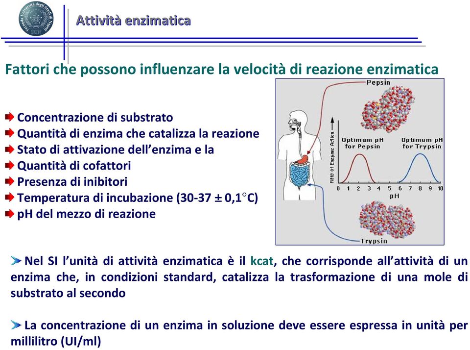 mezzo di reazione Nel SI l unità di attività enzimatica è il kcat, che corrisponde all attività di un enzima che, in condizioni standard, catalizza