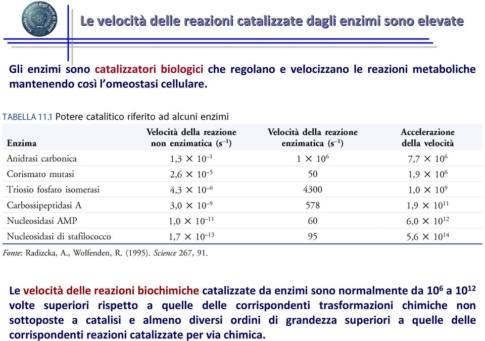 Le velocitàdelle reazioni biochimichecatalizzate da enzimi sono normalmente da 10 6 a 10 12 volte superiori rispetto a quelle