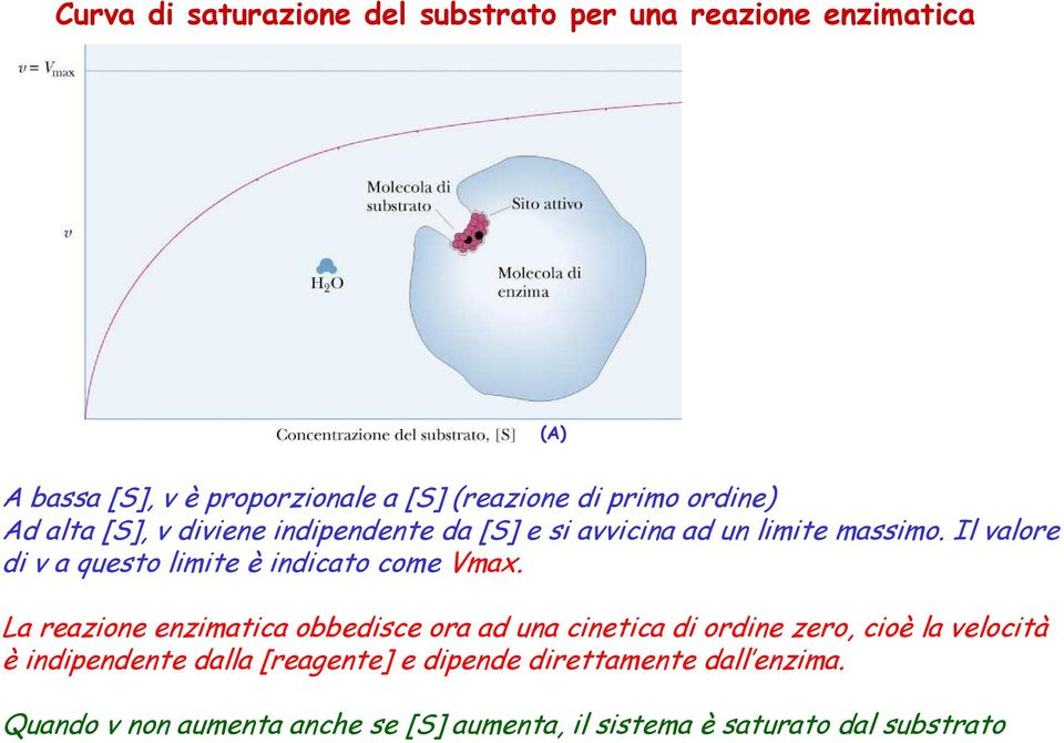 Il valore di v a questo limite è indicato come Vmax.