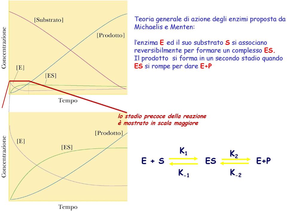 Il prodotto si forma in un secondo stadio quando ES si rompe per dare E+P lo