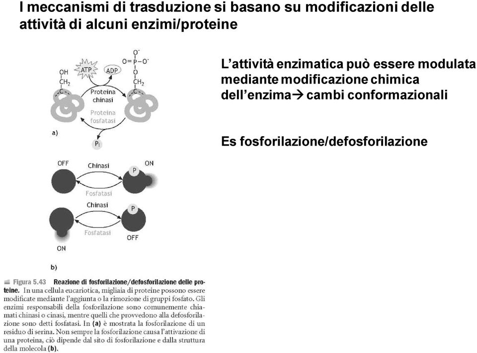 enzimatica può essere modulata mediante modificazione