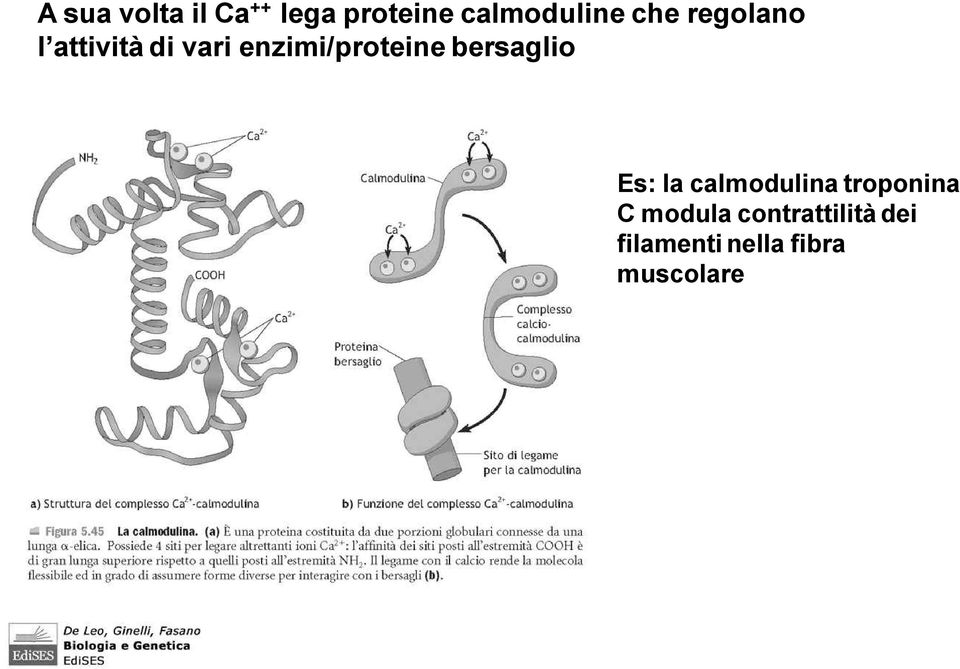 bersaglio Es: la calmodulina troponina C modula