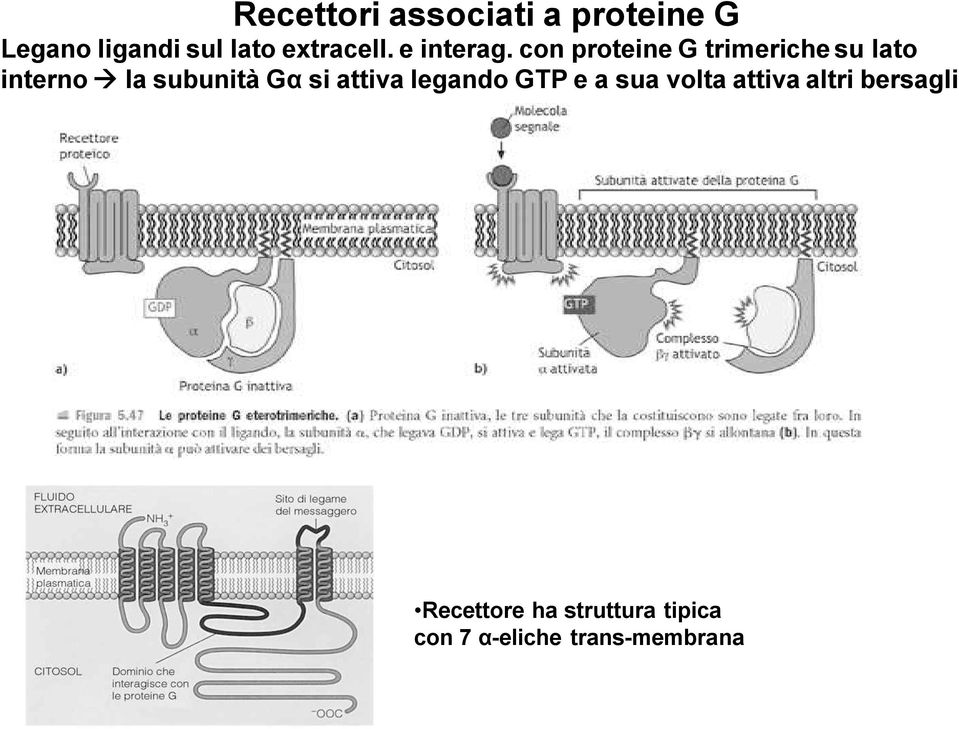 con proteine G trimeriche su lato interno la subunità Gα si