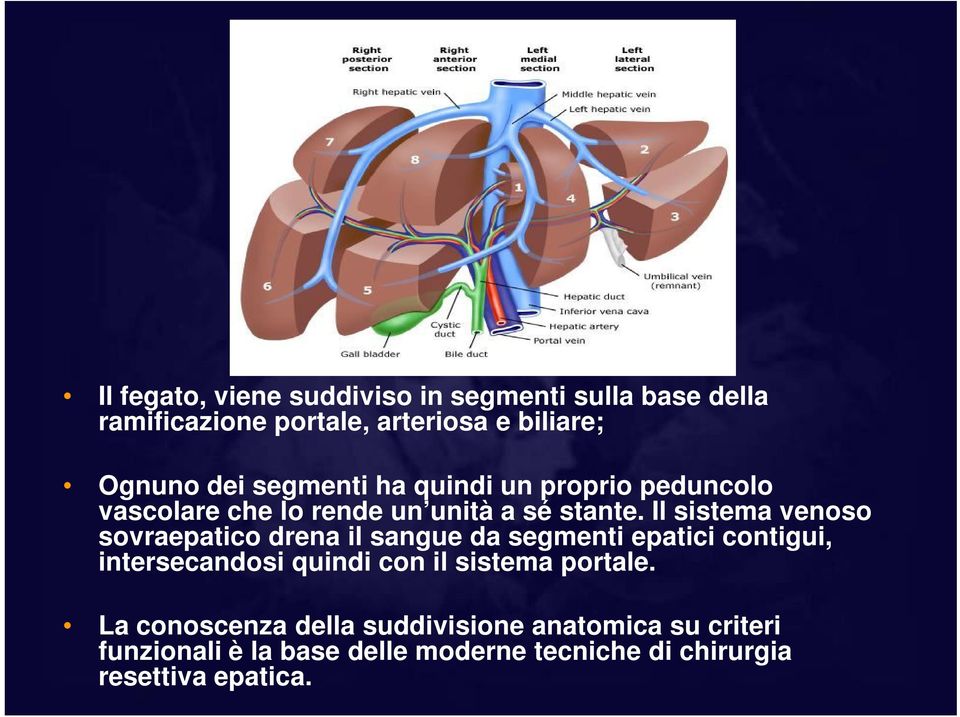 Il sistema venoso sovraepatico drena il sangue da segmenti epatici contigui, intersecandosi quindi con il