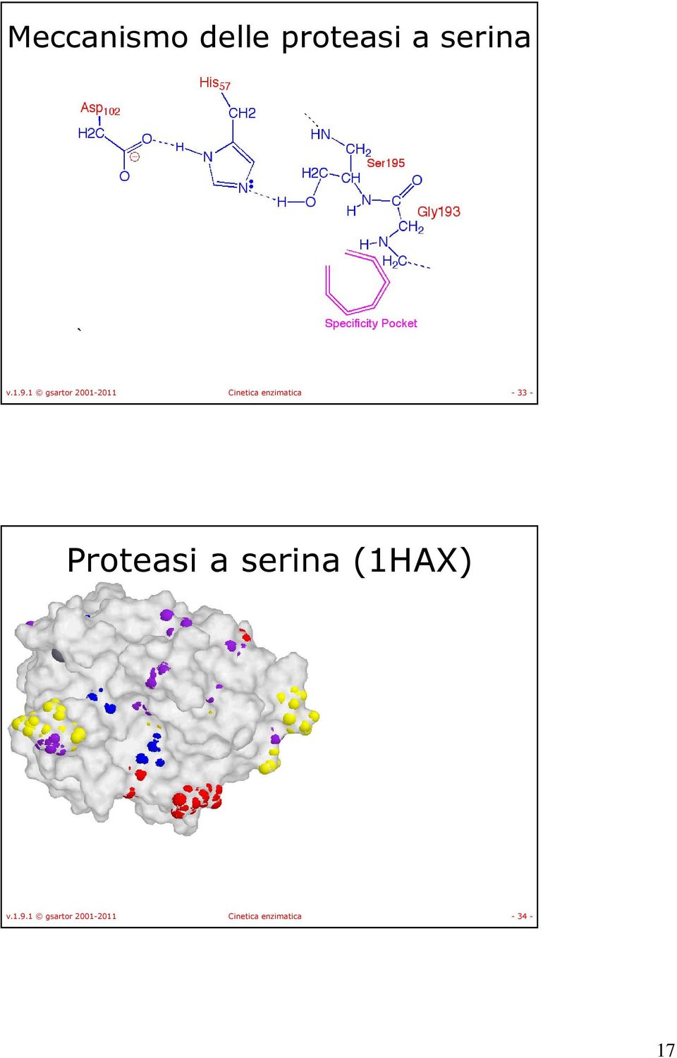 33 - Proteasi a serina (1AX) v.1.9. 34-17