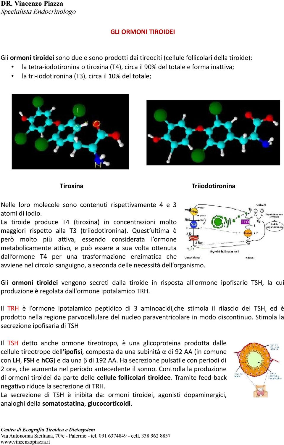 La tiroide produce T4 (tiroxina) in concentrazioni molto maggiori rispetto alla T3 (triiodotironina).