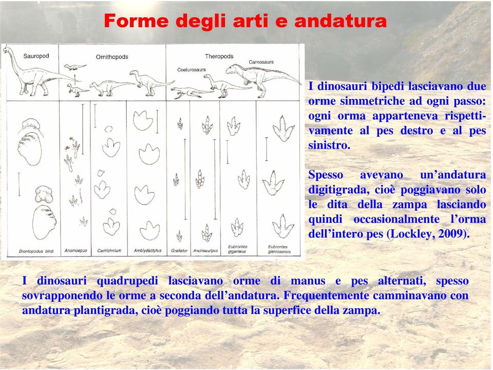 Spesso avevano un andatura digitigrada, cioè poggiavano solo le dita della zampa lasciando quindi occasionalmente l orma dell intero