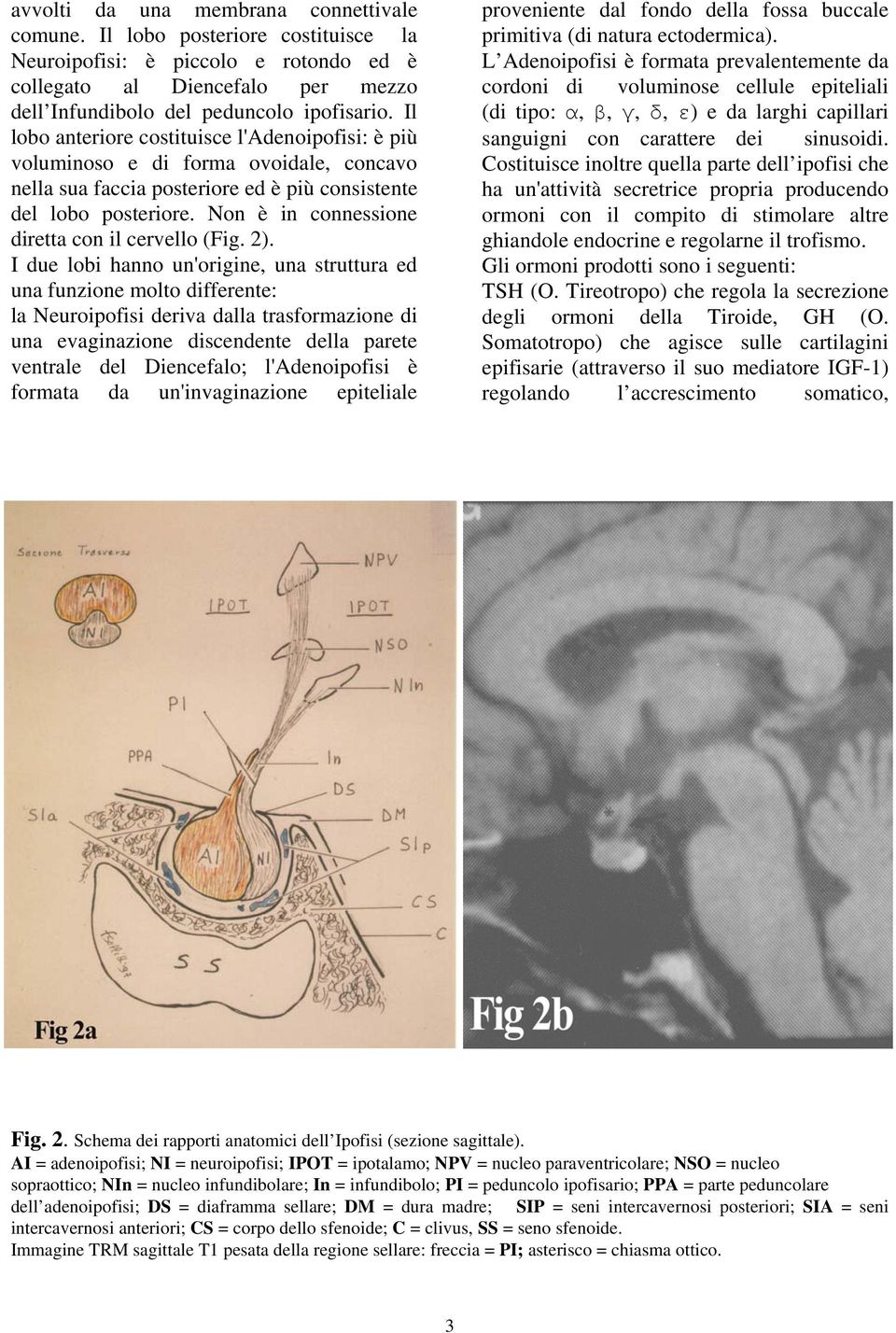 Non è in connessione diretta con il cervello (Fig. 2).