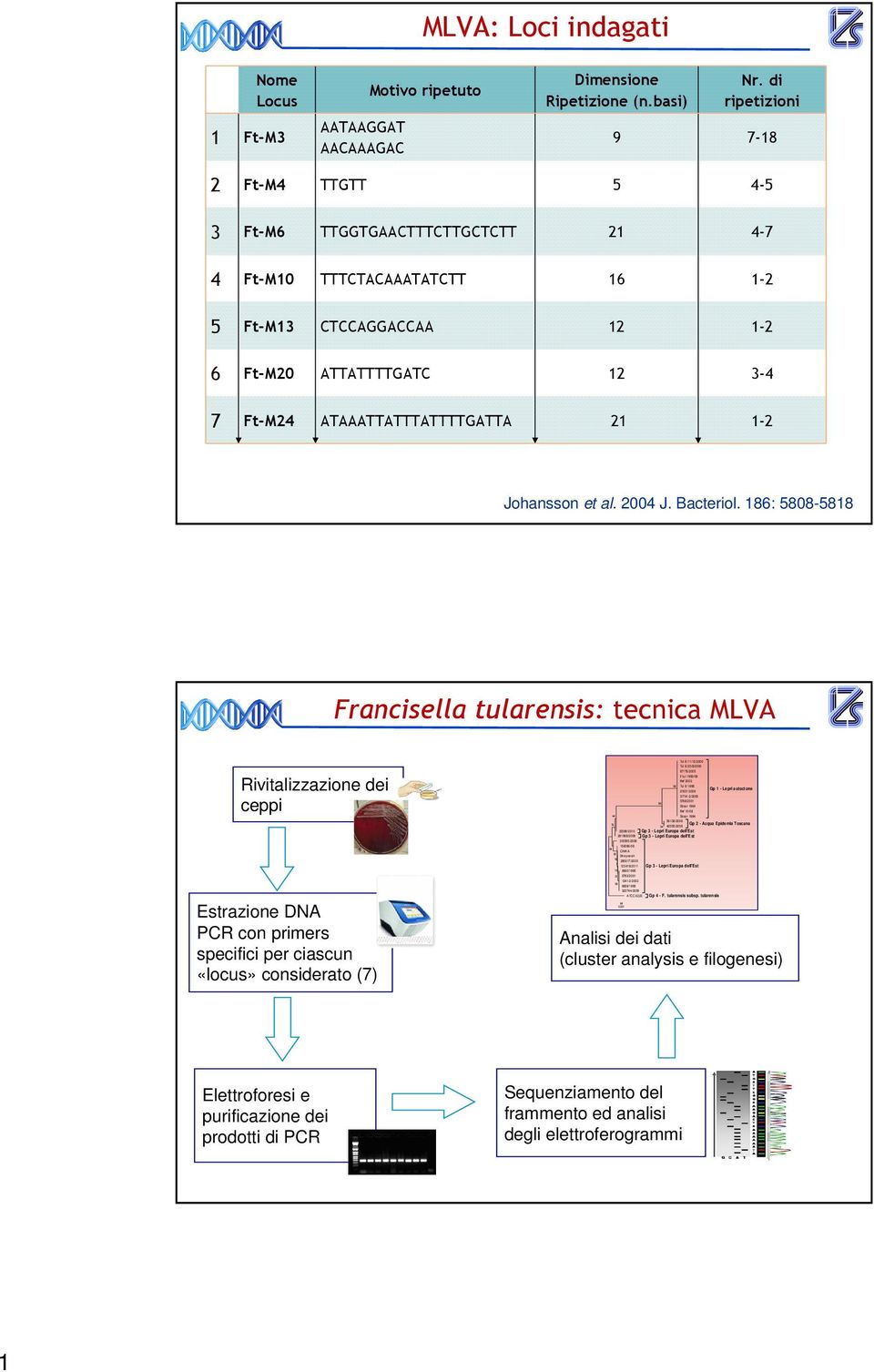 Johansson et al. 2004 J. Bacteriol.