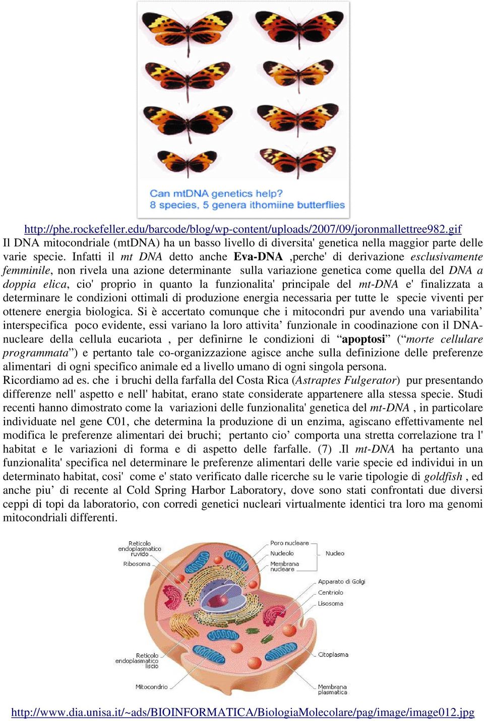 Infatti il mt DNA detto anche Eva-DNA,perche' di derivazione esclusivamente femminile, non rivela una azione determinante sulla variazione genetica come quella del DNA a doppia elica, cio' proprio in