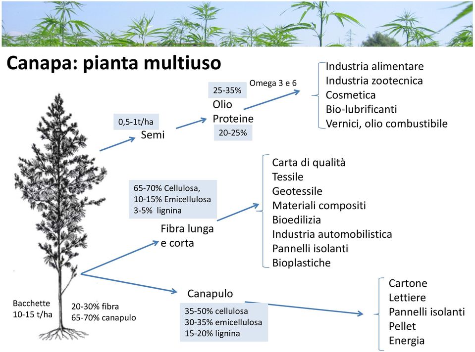 3-5% lignina Fibra lunga e corta Canapulo 35-50% cellulosa 30-35% emicellulosa 15-20% lignina Carta di qualità Tessile Geotessile