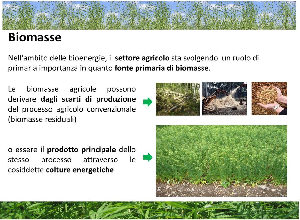 Le biomasse agricole possono derivare dagli scarti di produzione del processo agricolo