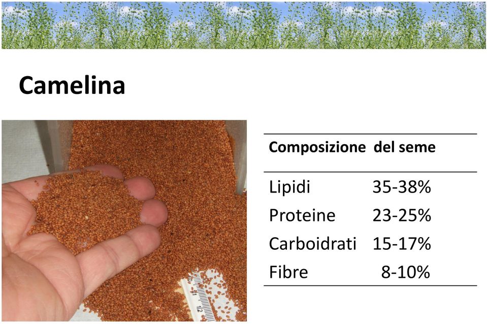 Proteine 23-25%