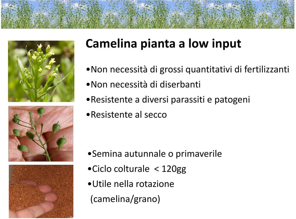 parassiti e patogeni Resistente al secco Semina autunnale o