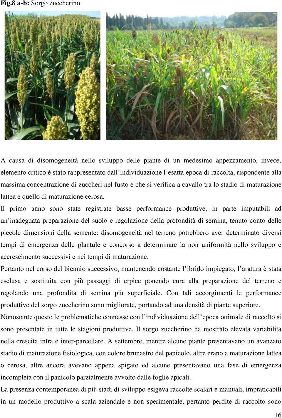 massima concentrazione di zuccheri nel fusto e che si verifica a cavallo tra lo stadio di maturazione lattea e quello di maturazione cerosa.