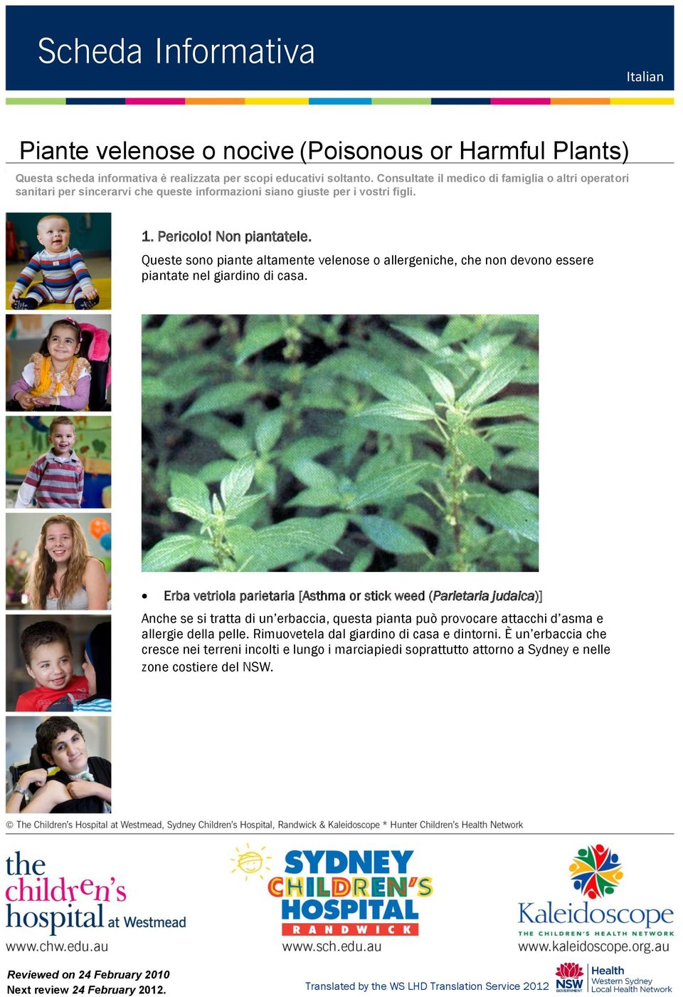 Erba vetriola parietaria [Asthma or stick weed (Parietaria judaica)] Anche se si tratta di un erbaccia, questa pianta