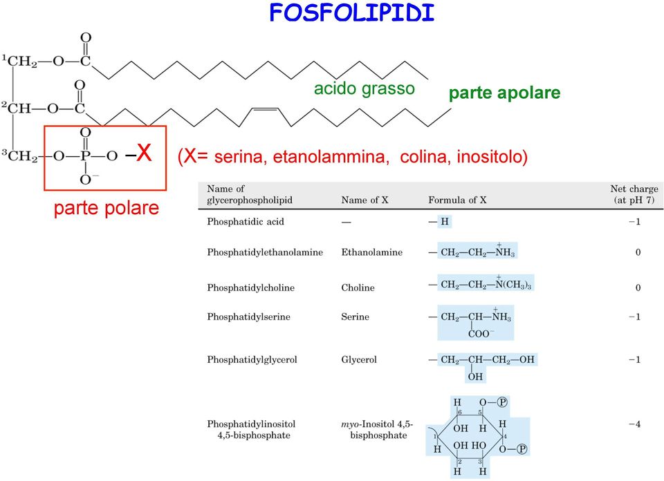 polare X (X= serina,