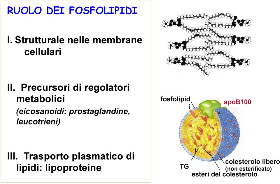 leucotrieni) fosfolipid i apob100 III.