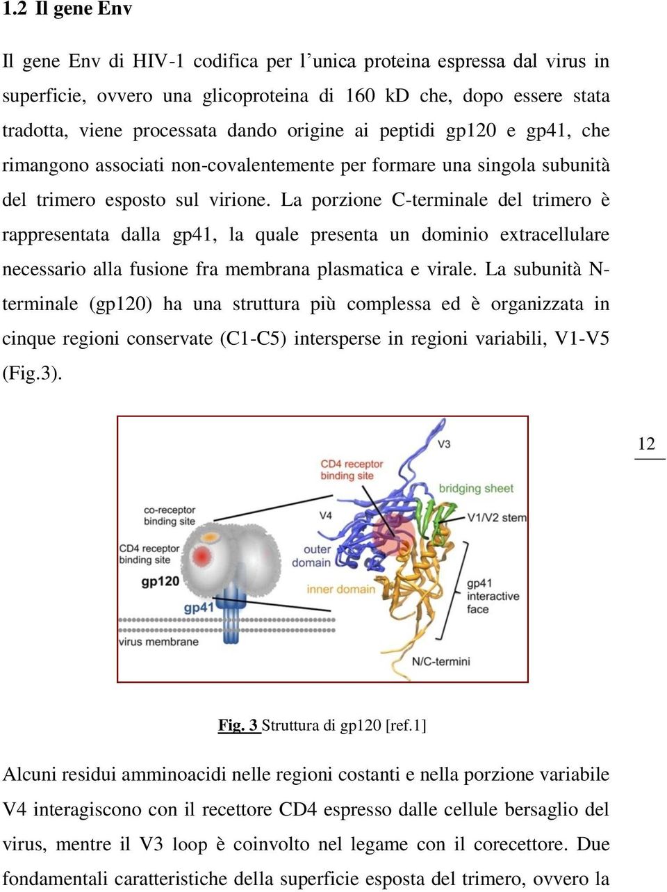 La porzione C-terminale del trimero è rappresentata dalla gp41, la quale presenta un dominio extracellulare necessario alla fusione fra membrana plasmatica e virale.