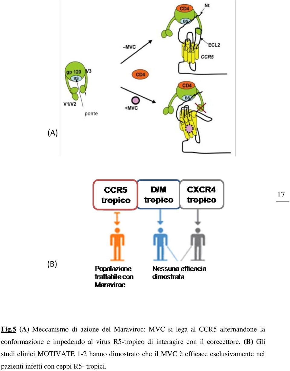 la conformazione e impedendo al virus R5-tropico di interagire con il