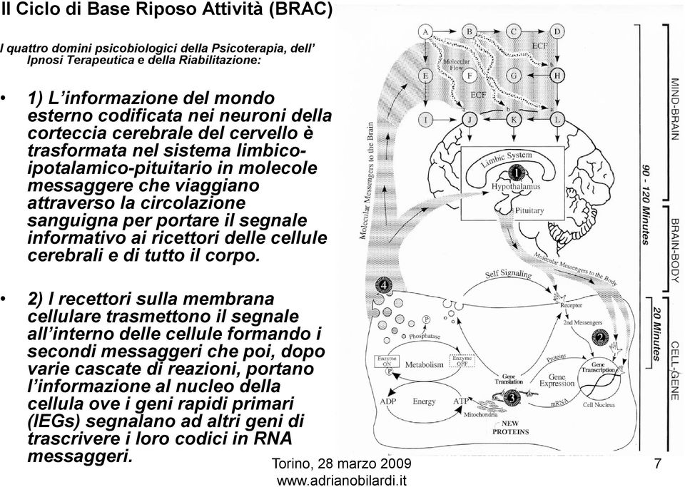 segnale informativo ai ricettori delle cellule cerebrali e di tutto il corpo.