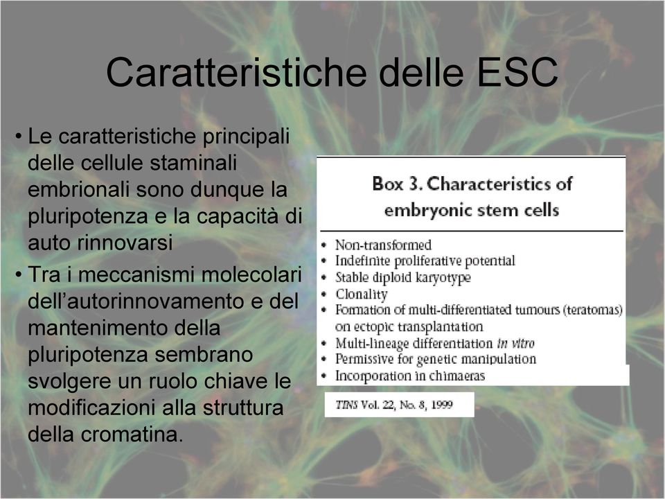 meccanismi molecolari dell autorinnovamento e del mantenimento della