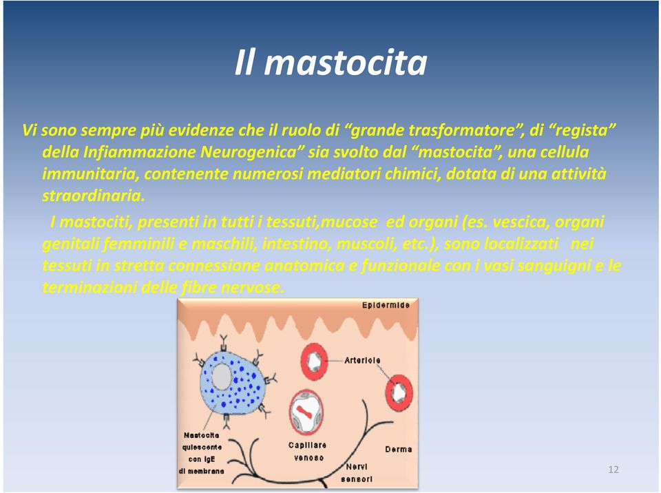 I mastociti, presenti in tutti i tessuti,mucose ed organi (es.