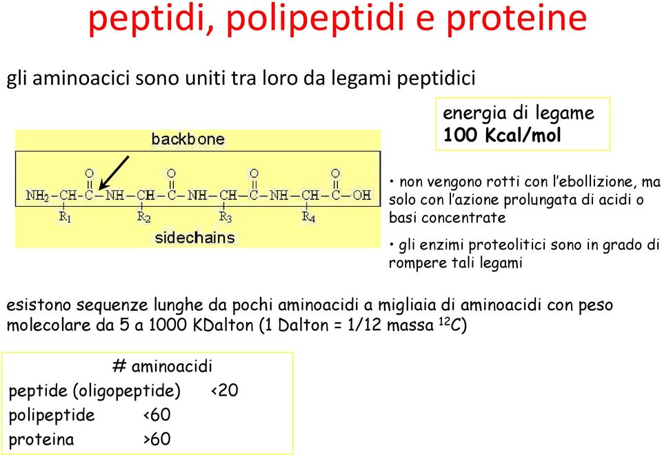 azione prolungata di acidi o basi concentrate gli enzimi proteolitici sono in grado di rompere tali legami esistono