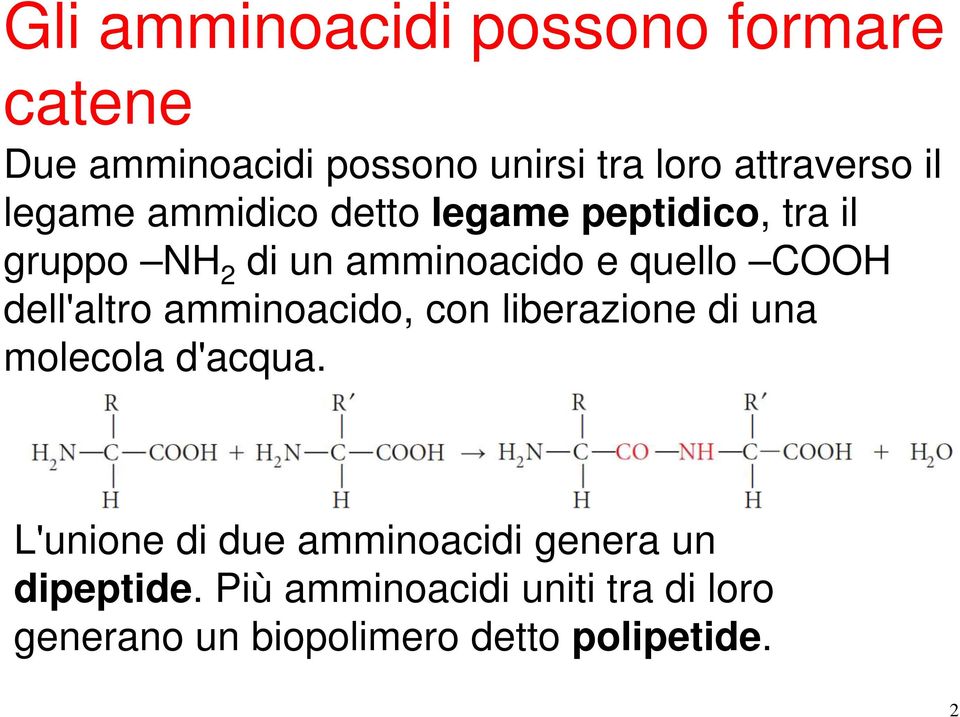 dell'altro amminoacido, con liberazione di una molecola d'acqua.