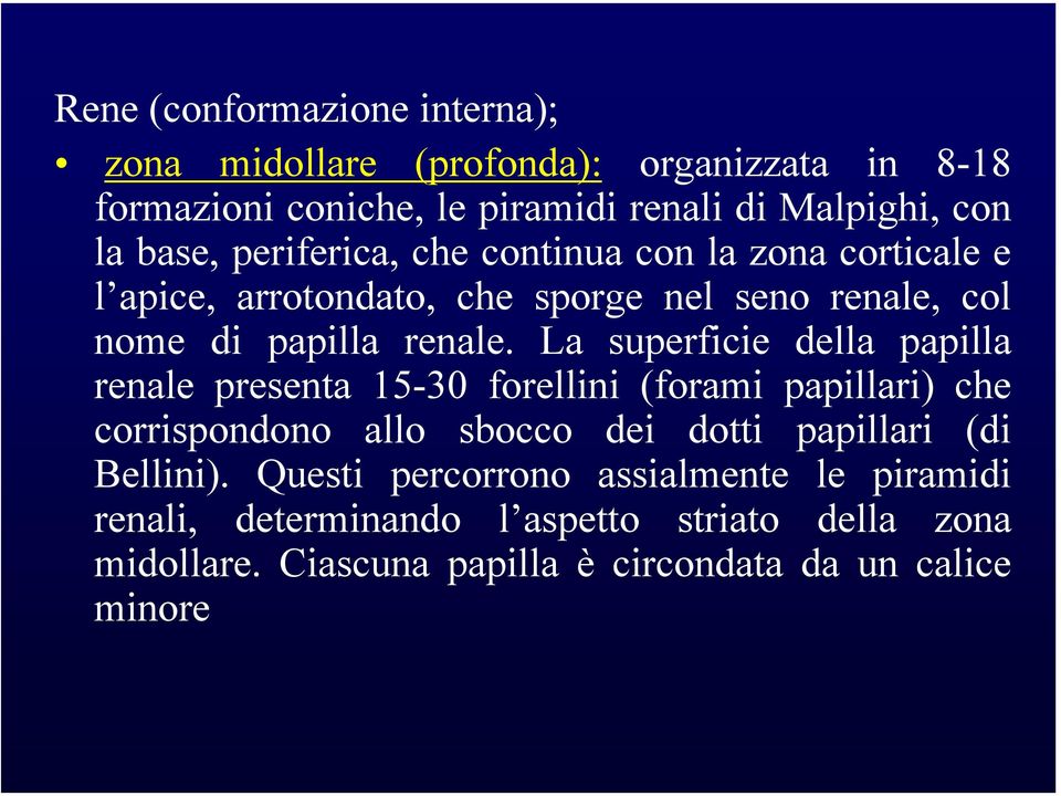 La superficie della papilla renale presenta 15-30 forellini (forami papillari) che corrispondono allo sbocco dei dotti papillari (di