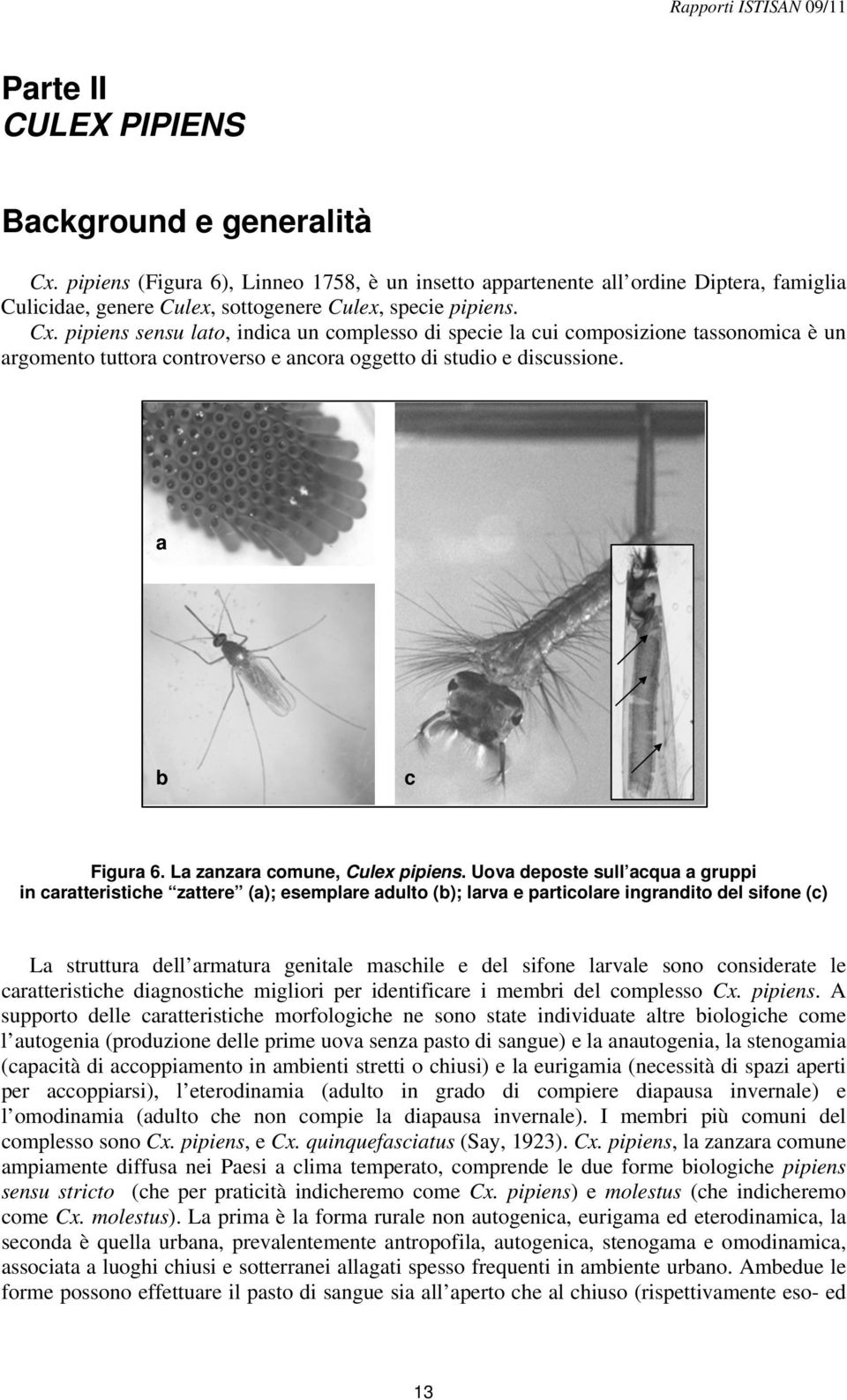 La zanzara comune, Culex pipiens.