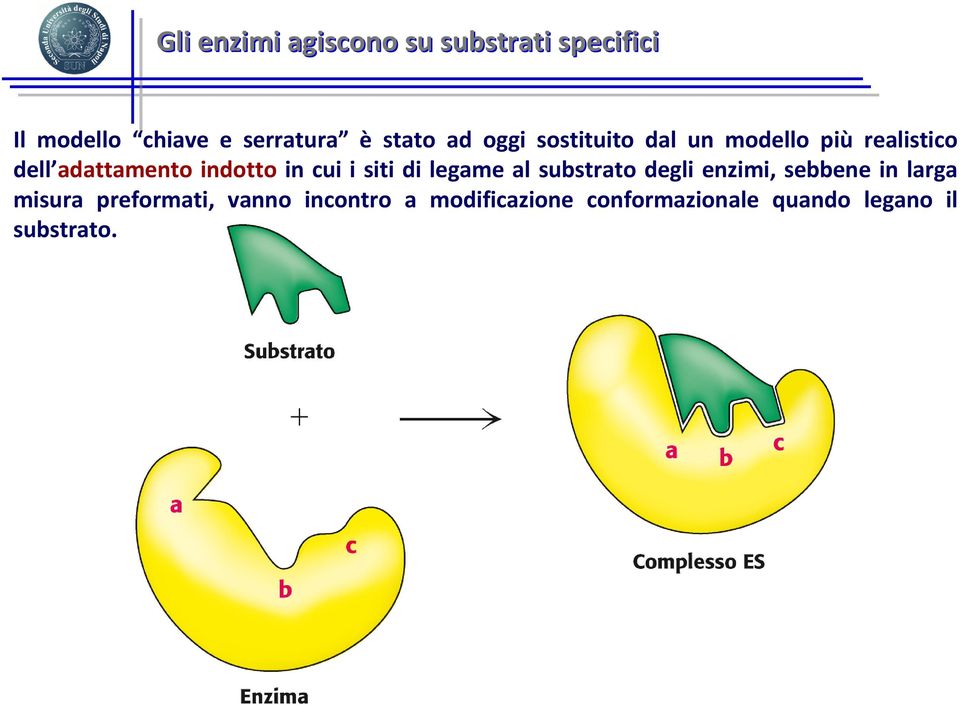 indotto in cui i siti di legame al substrato degli enzimi, sebbene in larga