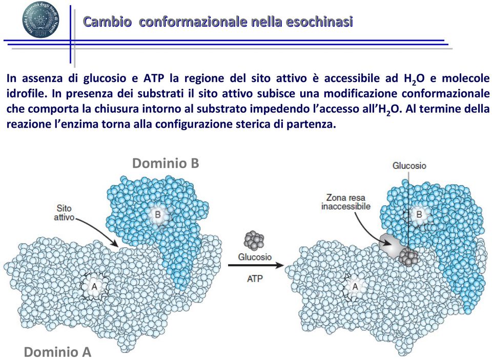 In presenza dei substrati il sito attivo subisce una modificazione conformazionale che comporta la