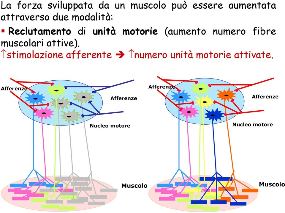 attive). stimolazione afferente numero unità motorie attivate.