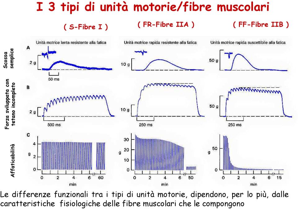 semplice Le differenze funzionali tra i tipi di unità motorie, dipendono, per