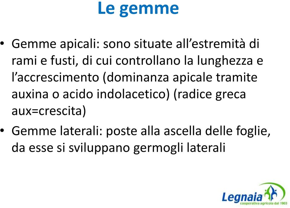 tramite auxina o acido indolacetico) (radice greca aux=crescita) Gemme