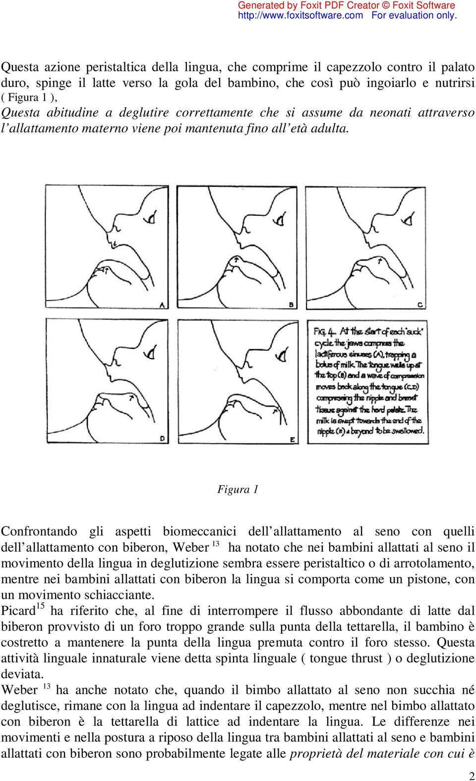 Figura 1 Confrontando gli aspetti biomeccanici dell allattamento al seno con quelli dell allattamento con biberon, Weber 13 ha notato che nei bambini allattati al seno il movimento della lingua in