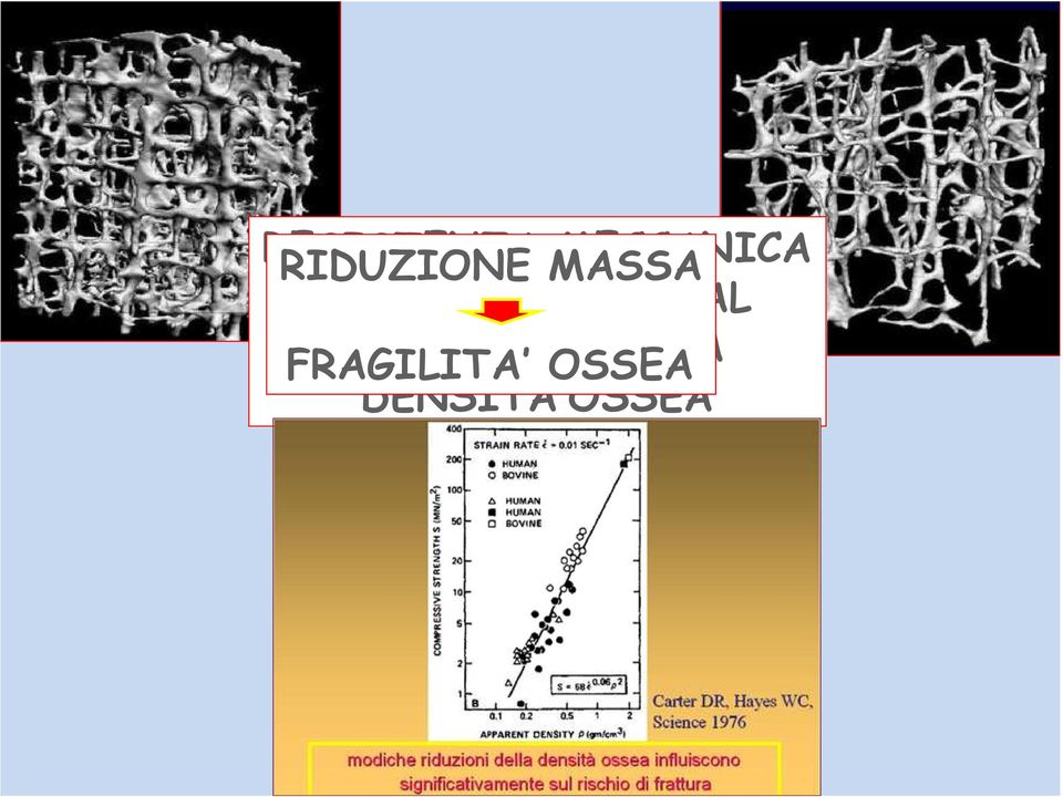 PROPORZIONALE AL