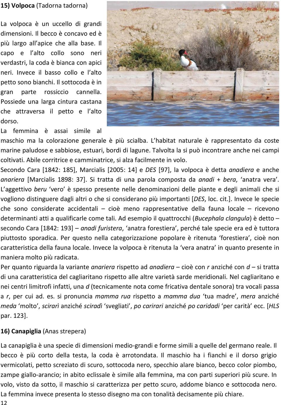 Possiede una larga cintura castana che attraversa il petto e l alto dorso. La femmina è assai simile al maschio ma la colorazione generale è più scialba.