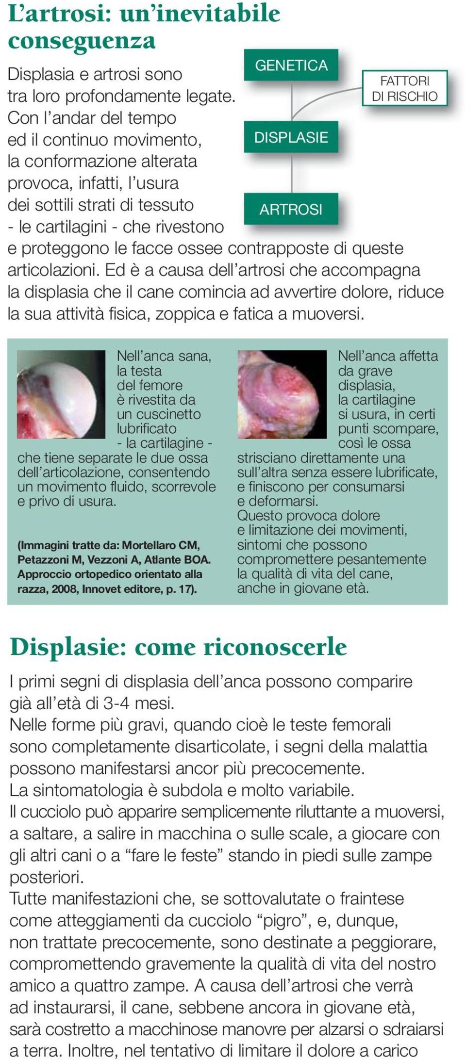 DI RISCHIO e proteggono le facce ossee contrapposte di queste articolazioni.