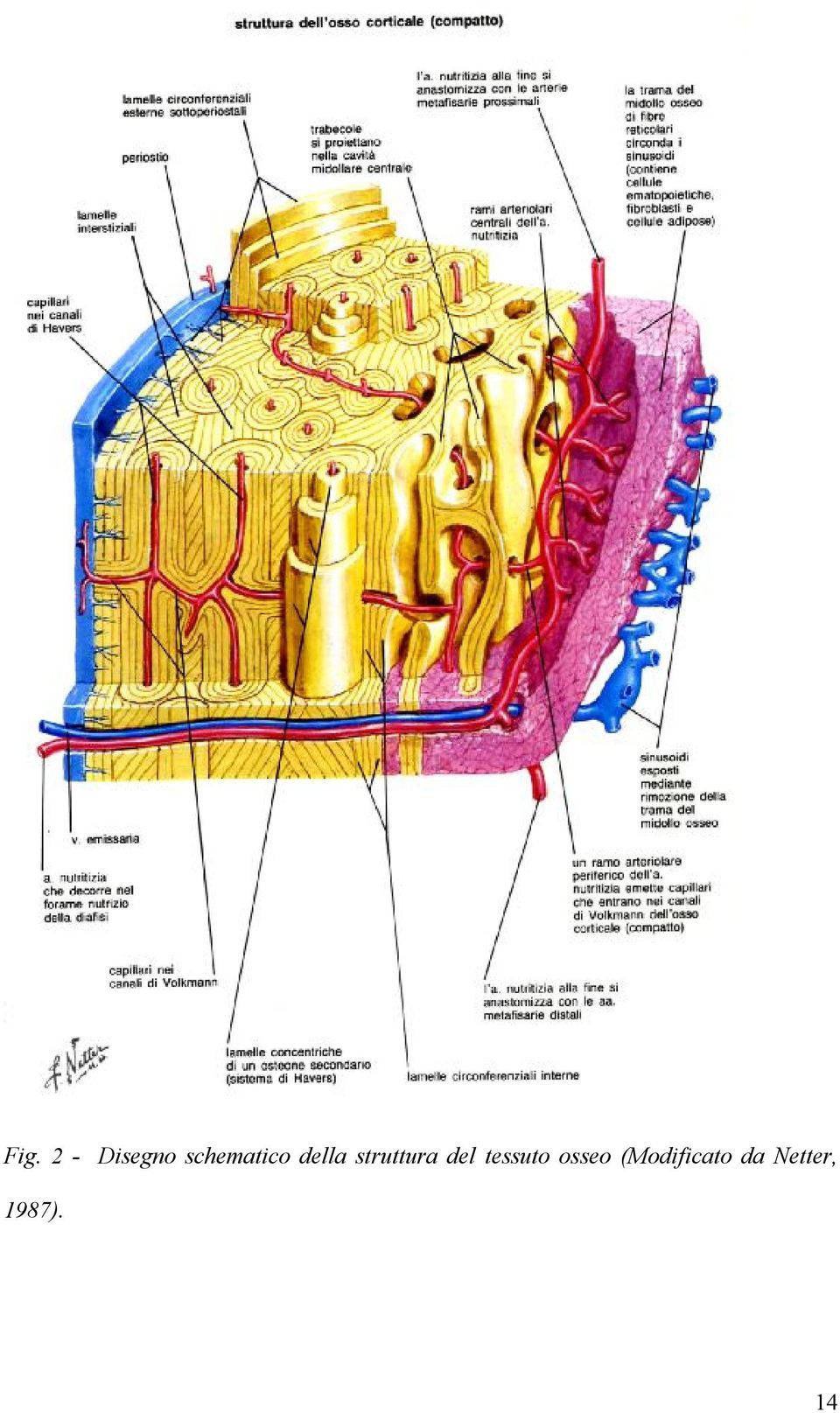 struttura del tessuto