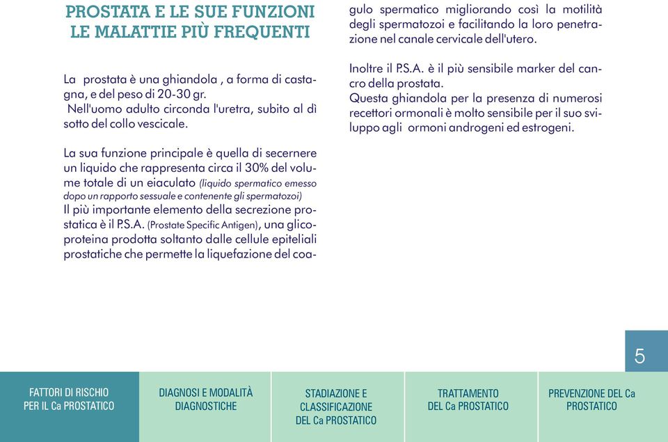 La sua funzione principale è quella di secernere un liquido che rappresenta circa il 30% del volume totale di un eiaculato (liquido spermatico emesso dopo un rapporto sessuale e contenente gli