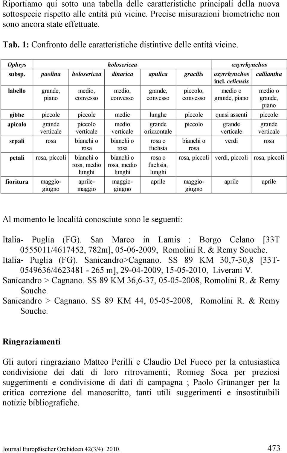 celiensis labello grande, piano medio, convesso medio, convesso grande, convesso piccolo, convesso medio o grande, piano medio o grande, piano gibbe piccole piccole medie lunghe piccole quasi assenti