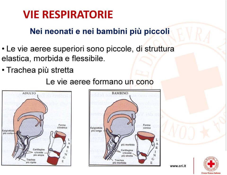 di struttura elastica, morbida e flessibile.