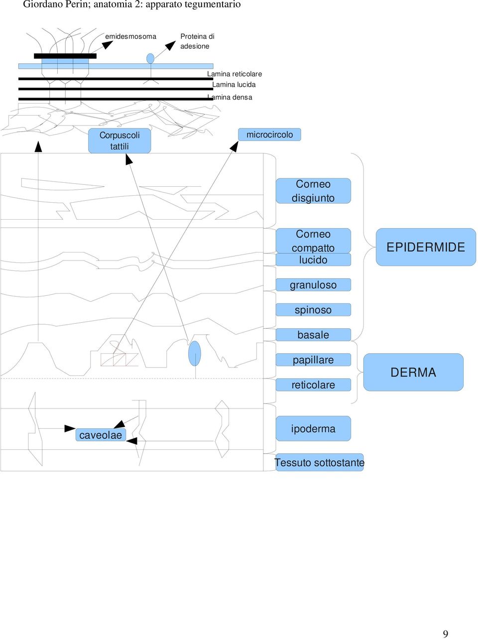 microcircolo Corneo disgiunto Corneo compatto lucido EPIDERMIDE granuloso