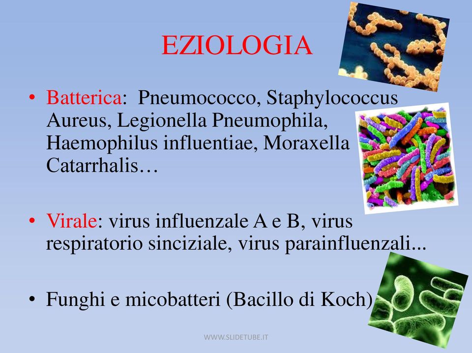 Catarrhalis Virale: virus influenzale A e B, virus respiratorio