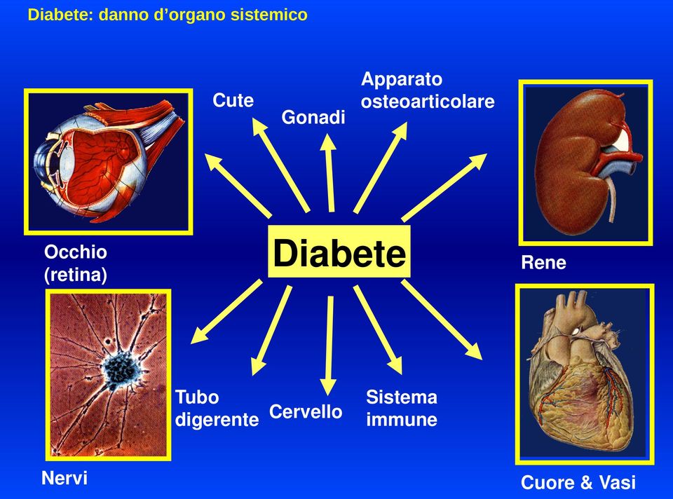 digerente Cervello Nervi Apparato