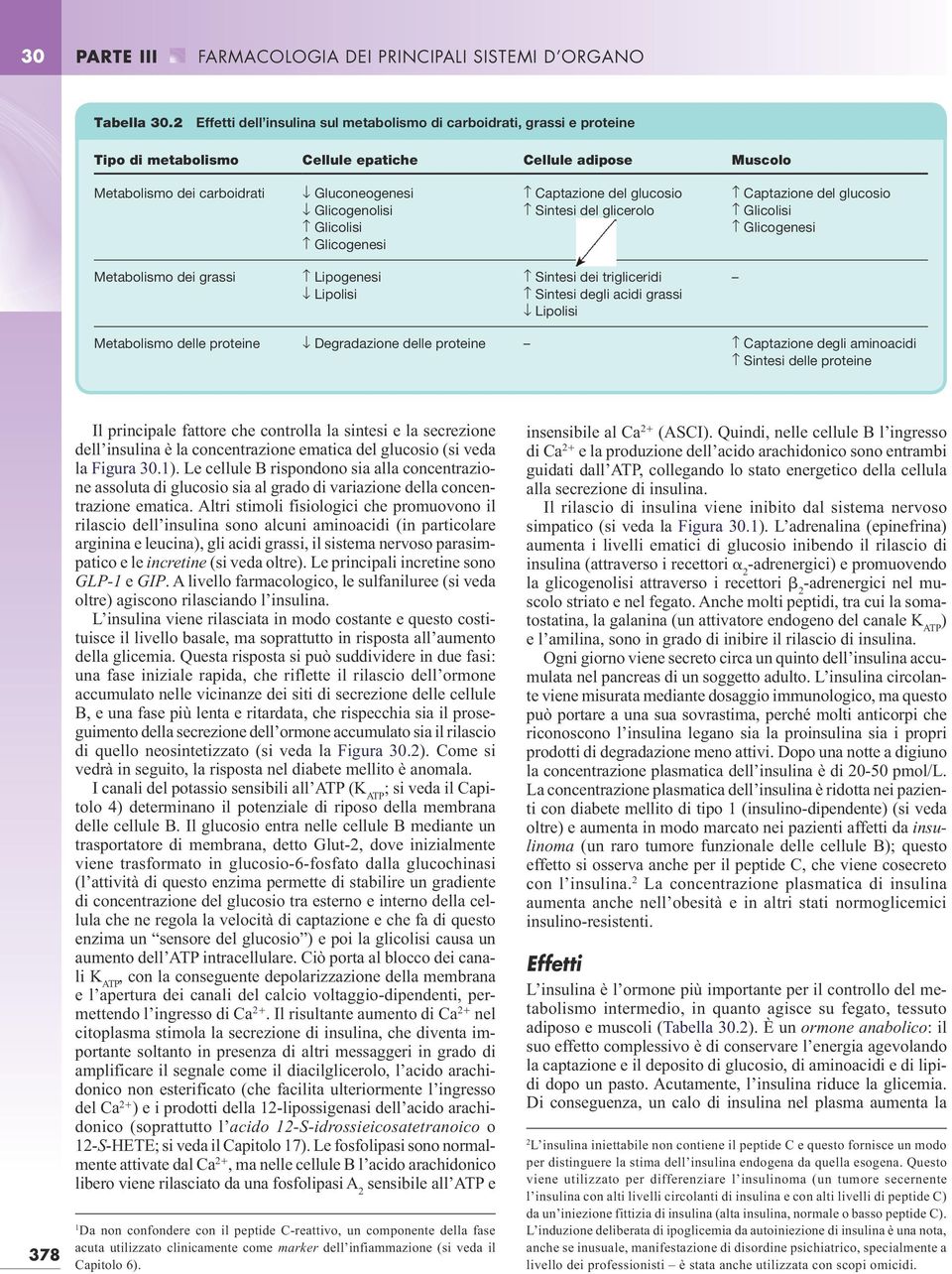 Glicolisi Glicogenesi Captazione del glucosio Sintesi del glicerolo Captazione del glucosio Glicolisi Glicogenesi Metabolismo dei grassi Lipogenesi Lipolisi Sintesi dei trigliceridi Sintesi degli