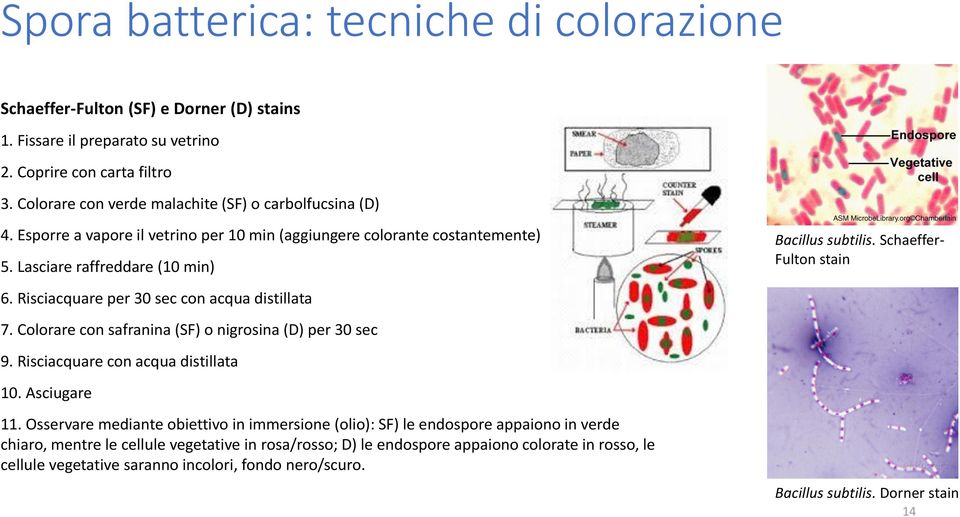 Risciacquare per 30 sec con acqua distillata 7. Colorare con safranina (SF) o nigrosina (D) per 30 sec Bacillus subtilis. Schaeffer- Fulton stain 9. Risciacquare con acqua distillata 10.