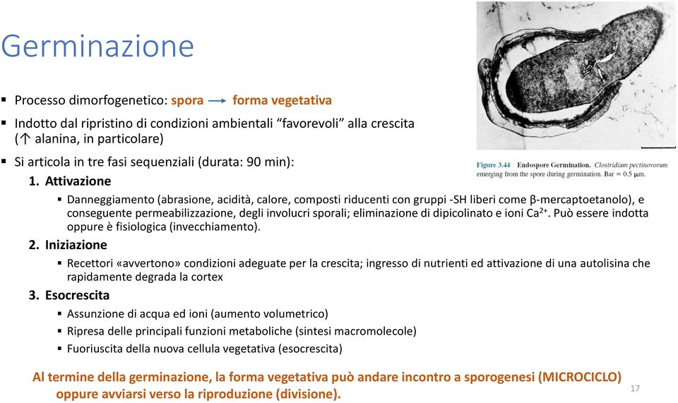 Attivazione (nutrienti, Danneggiamento (abrasione, acidità, calore, composti riducenti con gruppi -SH liberi come β-mercaptoetanolo), e conseguente permeabilizzazione, degli involucri sporali;